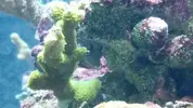 [TodoMarino.com] Raro, raro, raro... Caliendrum con pompas...