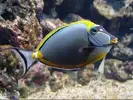 [TodoMarino.com] busco peces en barcelona