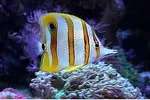 [TodoMarino.com] busco peces en barcelona