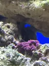 [TodoMarino.com] Plaga de eunices