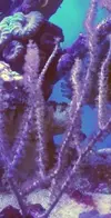 [TodoMarino.com] cambio o vendo corales.