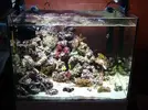 [TodoMarino.com] Nuevo en este mundo de los acuarios Marinos