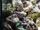 [TodoMarino.com] Nuevo en este mundo de los acuarios Marinos