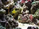 [TodoMarino.com] Nuevo en este mundo de los acuarios Marinos