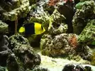 [TodoMarino.com] Nuevo en este mundo de los acuarios Marinos