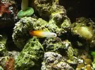 [TodoMarino.com] Nuevo en este mundo de los acuarios Marinos