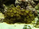 [TodoMarino.com] Nuevo en este mundo de los acuarios Marinos