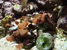 [TodoMarino.com] Nuevo en este mundo de los acuarios Marinos