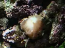 [TodoMarino.com] Nuevo en este mundo de los acuarios Marinos
