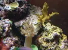 [TodoMarino.com] Nuevo en este mundo de los acuarios Marinos