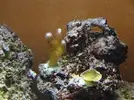 [TodoMarino.com] Nuevo en este mundo de los acuarios Marinos