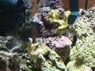 [TodoMarino.com] Nuevo en este mundo de los acuarios Marinos