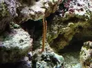 [TodoMarino.com] Nuevo en este mundo de los acuarios Marinos