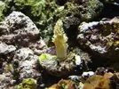 [TodoMarino.com] Nuevo en este mundo de los acuarios Marinos