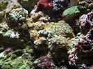[TodoMarino.com] Nuevo en este mundo de los acuarios Marinos