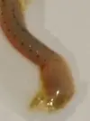 [TodoMarino.com] Plaga de eunices