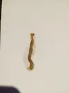[TodoMarino.com] Plaga de eunices