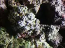 [TodoMarino.com] Ayuda mi Zooantus no esta a gusto