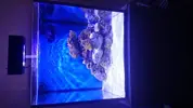 [TodoMarino.com] Nano Reef 50x50x50, paso a paso