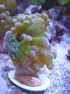 [TodoMarino.com] Cambio dos esquejes euphyllia paradivisa ( sevilla)