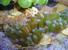 [TodoMarino.com] Cambio dos esquejes euphyllia paradivisa ( sevilla)