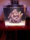 [TodoMarino.com] INICIO DE MI NANO REEF MICROHABITAT 30lt