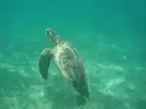 [TodoMarino.com] Vamos divers!!!