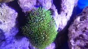 [TodoMarino.com] Nano Reef 50x50x50, paso a paso