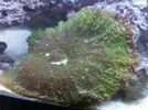 [TodoMarino.com] Rhodactis carnivoro