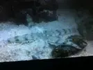 [TodoMarino.com] Rhodactis carnivoro