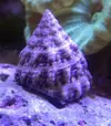 [TodoMarino.com] Identificar dos caracoles