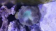 [TodoMarino.com] Nano Reef 50x50x50, paso a paso