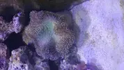 [TodoMarino.com] Nano Reef 50x50x50, paso a paso