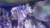 [TodoMarino.com] Nano Reef 50x50x50, paso a paso
