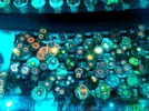 [TodoMarino.com] Visita a Coralking