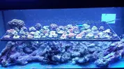 [TodoMarino.com] Visita a Coralking