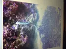 [TodoMarino.com] Plaga de gusanos y aipatsias