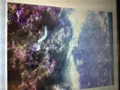 [TodoMarino.com] Plaga de gusanos y aipatsias