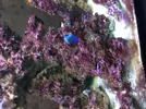 [TodoMarino.com] Plaga de gusanos y aipatsias