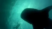 [TodoMarino.com] Vamos divers!!!