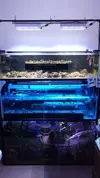 [TodoMarino.com] Visita a Coralking