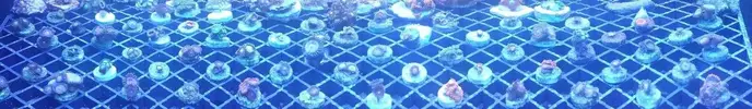 [TodoMarino.com] Visita a Coralking