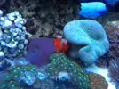 [TodoMarino.com] materiales filtrantes para el sump