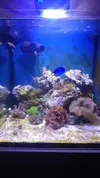 [TodoMarino.com] Nano Reef 50x50x50, paso a paso