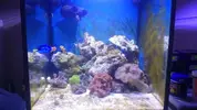 [TodoMarino.com] Nano Reef 50x50x50, paso a paso