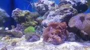 [TodoMarino.com] Nano Reef 50x50x50, paso a paso