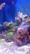 [TodoMarino.com] Nano Reef 50x50x50, paso a paso