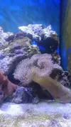 [TodoMarino.com] Nano Reef 50x50x50, paso a paso