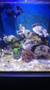 [TodoMarino.com] Nano Reef 50x50x50, paso a paso
