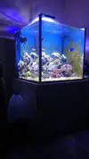 [TodoMarino.com] Nano Reef 50x50x50, paso a paso